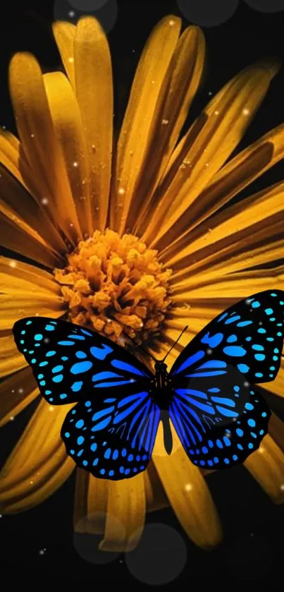 Blue butterfly on golden flower with black background wallpaper.