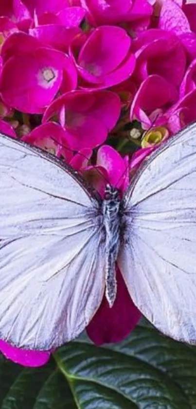 White butterfly on pink flowers mobile wallpaper.