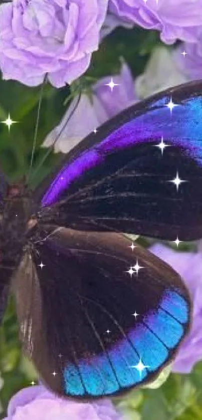 Iridescent blue butterfly on lavender flowers.