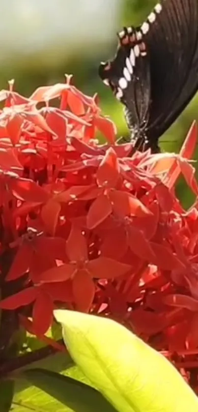 Butterfly resting on red blossoms in vibrant nature setting.