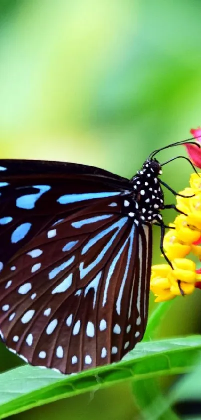 A vibrant butterfly on colorful flowers with a green background.