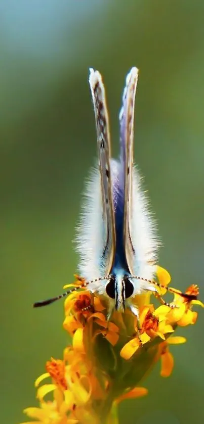 Close-up of a butterfly on yellow flowers with a green blurred background.