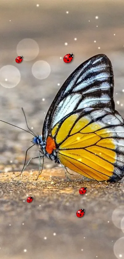 Vibrant butterfly and ladybugs on a textured surface.