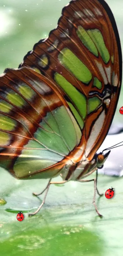 Vibrant butterfly resting alongside ladybugs on a green leaf surface.