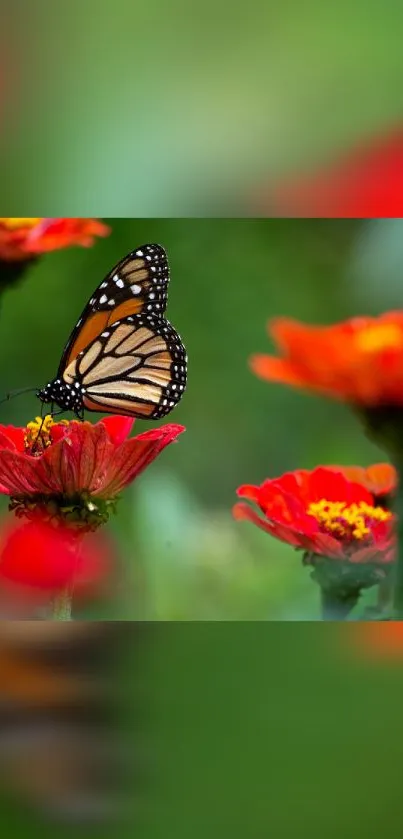 Butterfly resting on vibrant red flowers with a green blurred background.