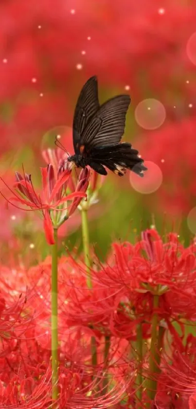 Black butterfly perched on vibrant red spider lilies in a beautifully natural setting.