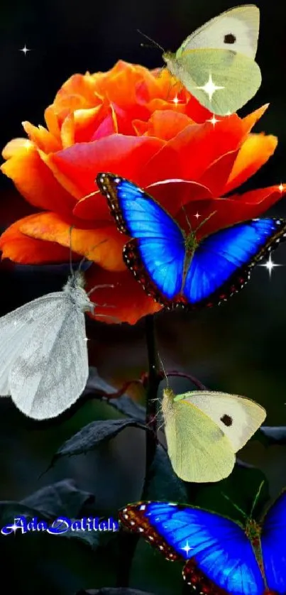 Vibrant blue butterflies on an orange rose.