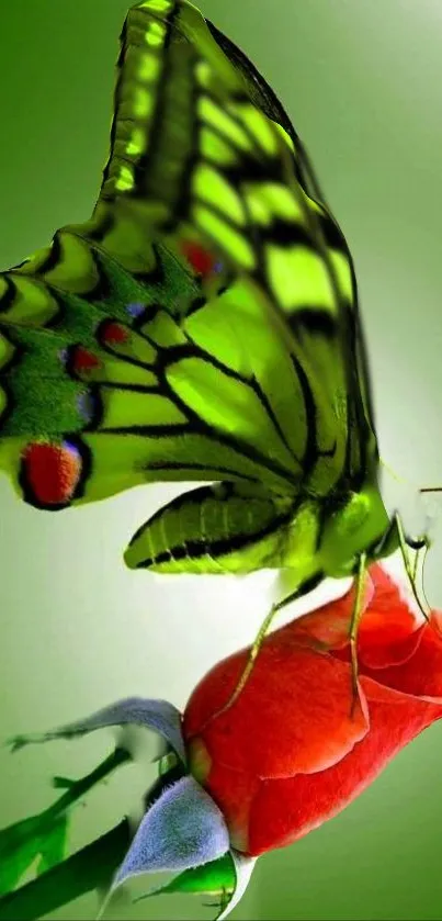 Green butterfly on a red rose, elegant nature wallpaper.