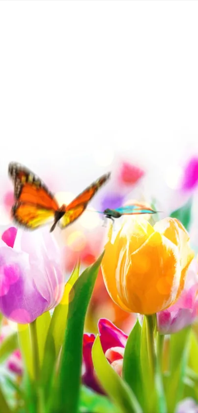 Butterfly perched on vibrant tulips with a white background.