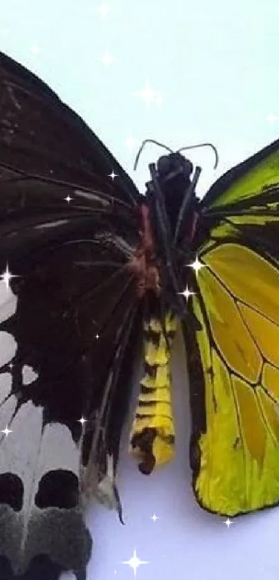 Colorful butterfly with vibrant wings on display.