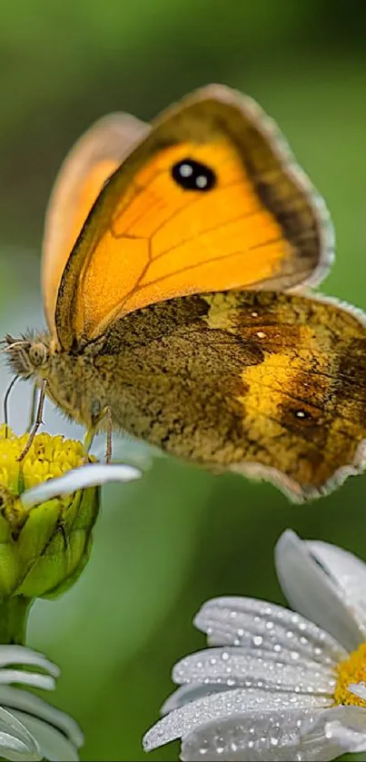 Vibrant yellow butterfly on a flower with a green background.