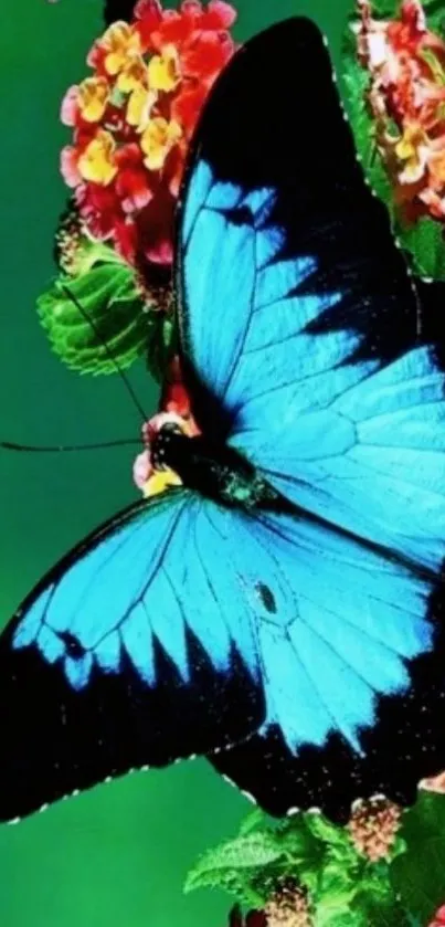 Blue butterfly on flowers with green background wallpaper.