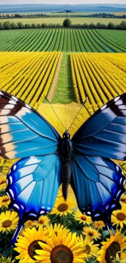 Blue butterfly on sunflower field wallpaper.