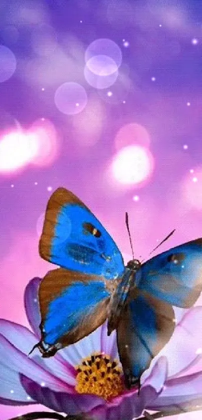 Blue butterfly on flower with purple background wallpaper.