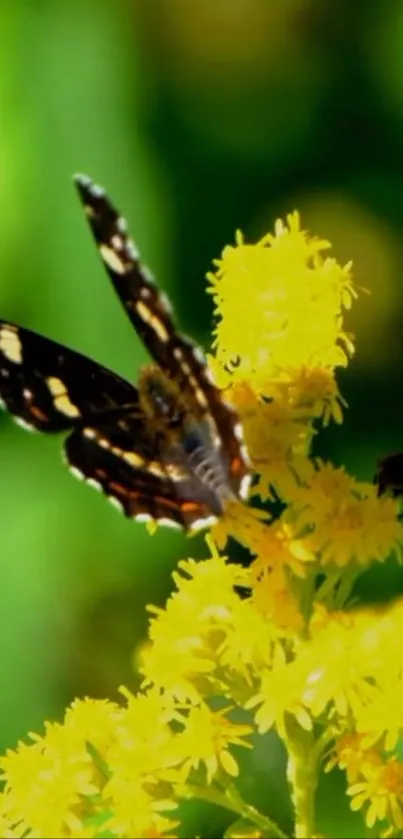 Butterfly resting on vibrant yellow flowers in nature.