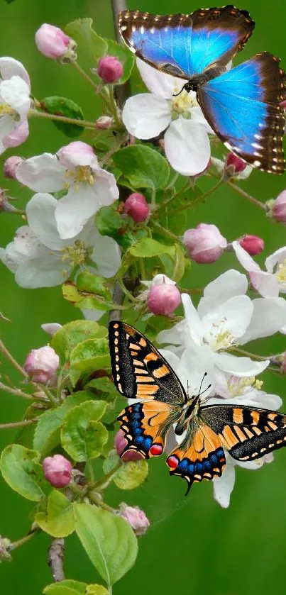 Colorful butterflies on blossom wallpaper.