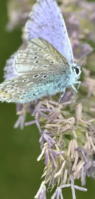 Close-up of a butterfly on lavender flowers with a soft green background.