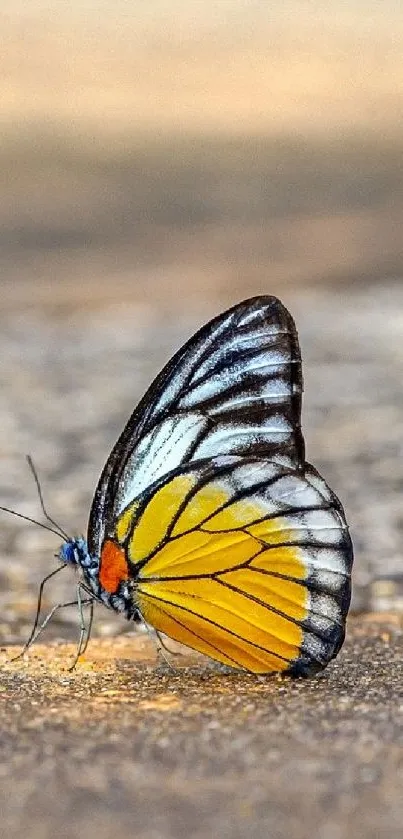 Close-up of a vibrant butterfly with striking yellow and orange wings.