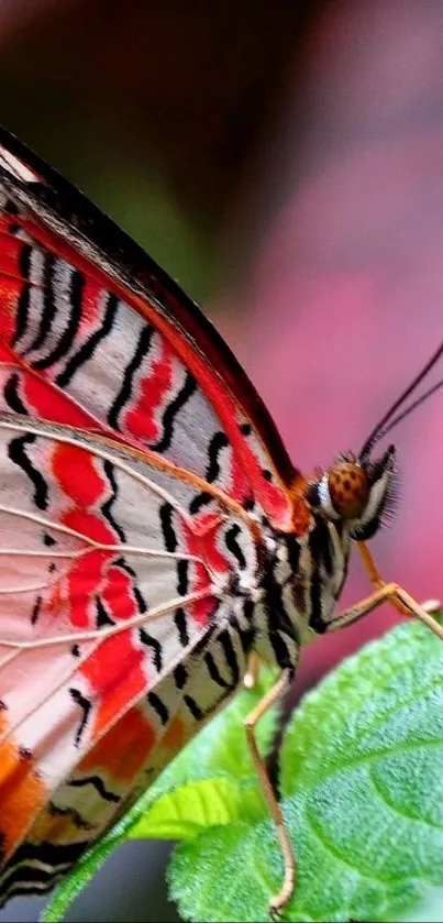 Close-up of vibrant butterfly on a leaf with colorful patterns.