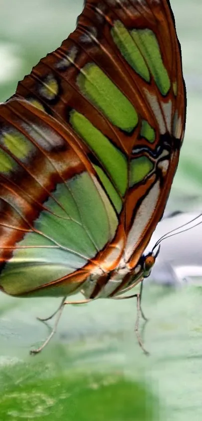 Colorful butterfly on a green leaf wallpaper for mobile phones.