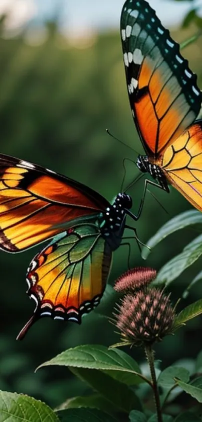 Two vibrant butterflies on lush green foliage wallpaper.