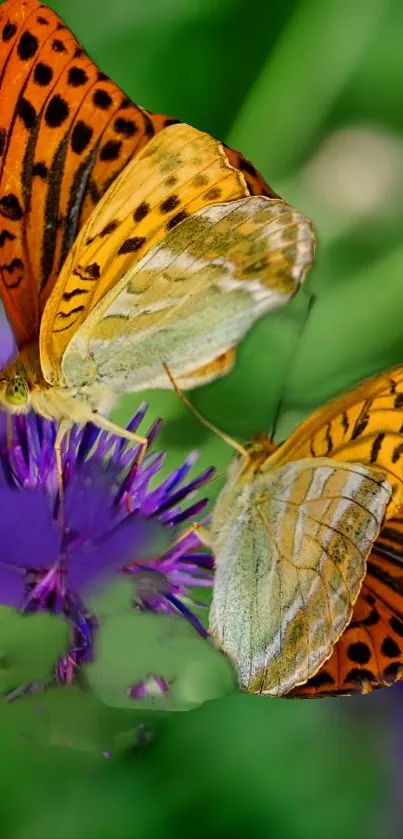 Two vibrant orange butterflies on purple flowers set against a green background.