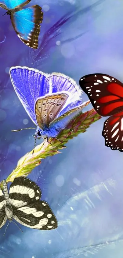 Butterfly fantasy wallpaper with vibrant colors on a dreamy blue background.