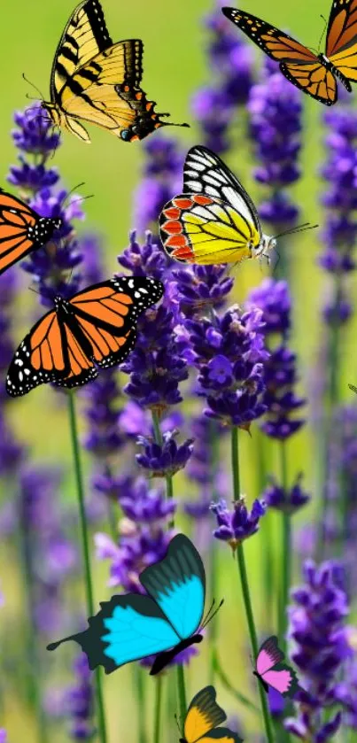 Colorful butterflies and lavender in vibrant field wallpaper.