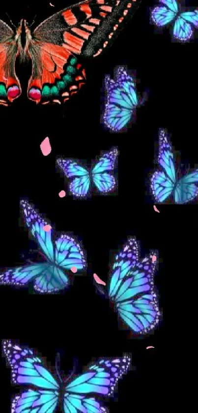 Vibrant butterflies on a black background with colorful wings.