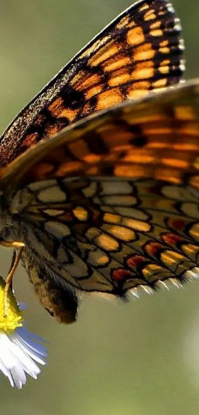 Close-up of butterfly on flower with vivid orange wings.