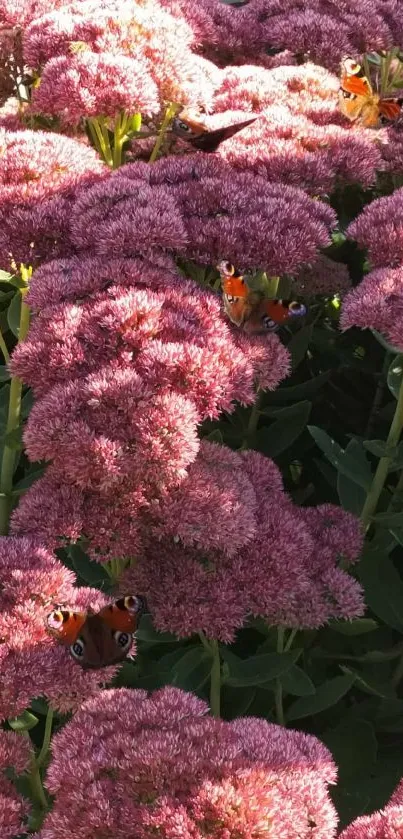 Butterflies on pink flowers in a lush garden setting.