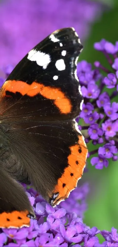 Vibrant butterfly resting on purple flowers in nature.