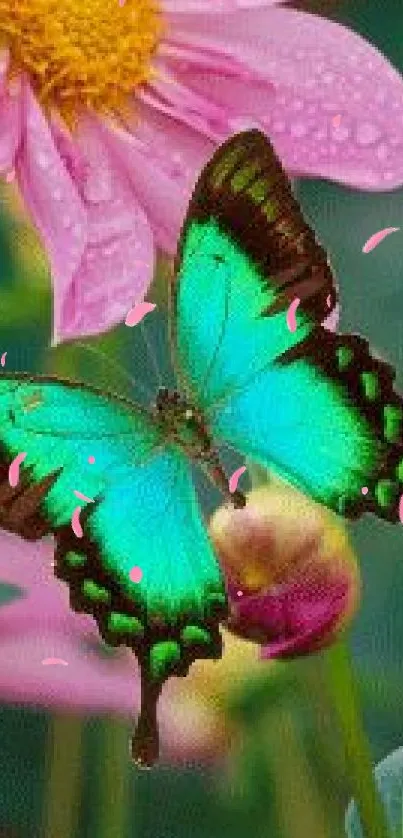 Turquoise butterfly on pink flowers with dewdrops in a vibrant nature scene.
