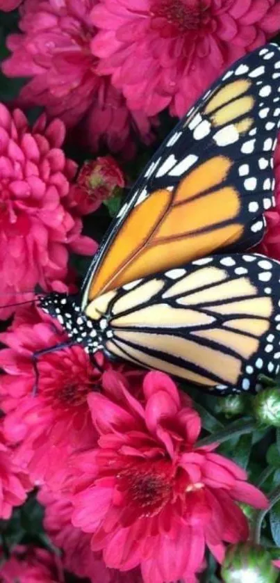 Vibrant monarch butterfly on pink flowers wallpaper.