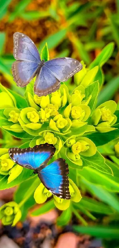 Two vibrant butterflies on green plants.