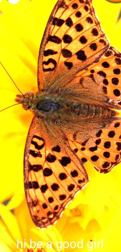 Orange butterfly on a yellow flower wallpaper with 'Hi' text and emoji.