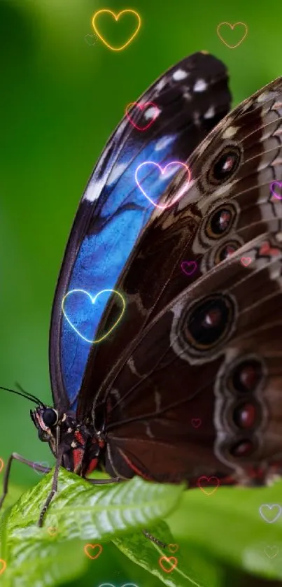 Colorful butterfly with glowing heart accents on green background.