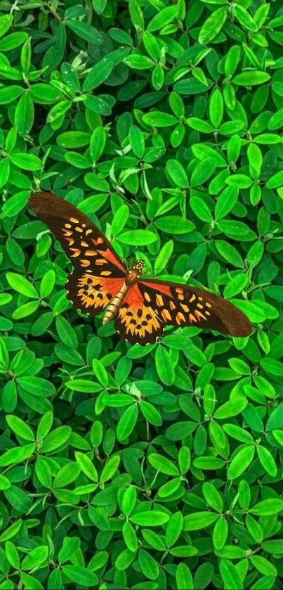 Bright butterfly resting on lush green leaves in this vibrant mobile wallpaper.