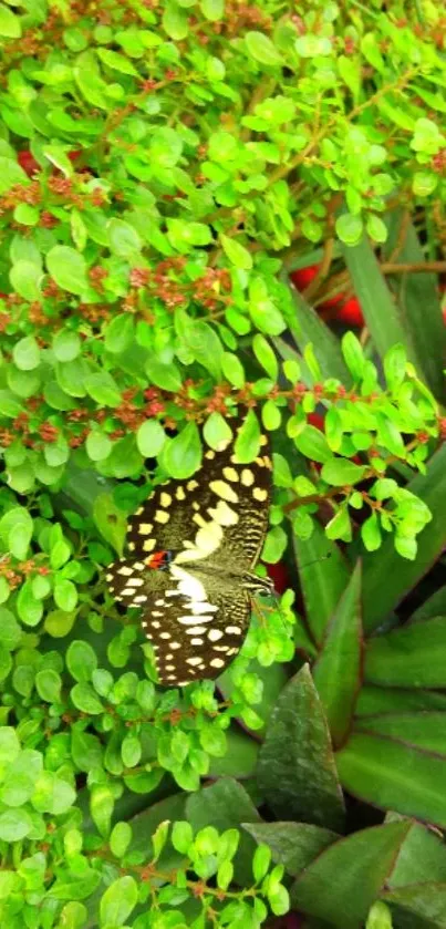 Butterfly resting on vibrant green leaves in a lush garden scene.