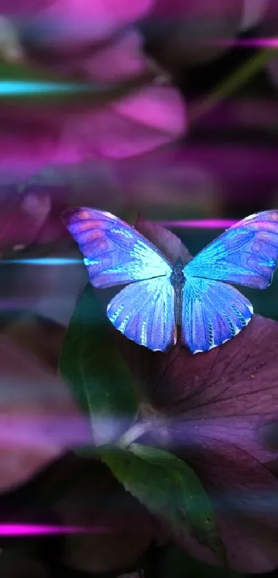 Purple and blue butterfly on dark foliage.