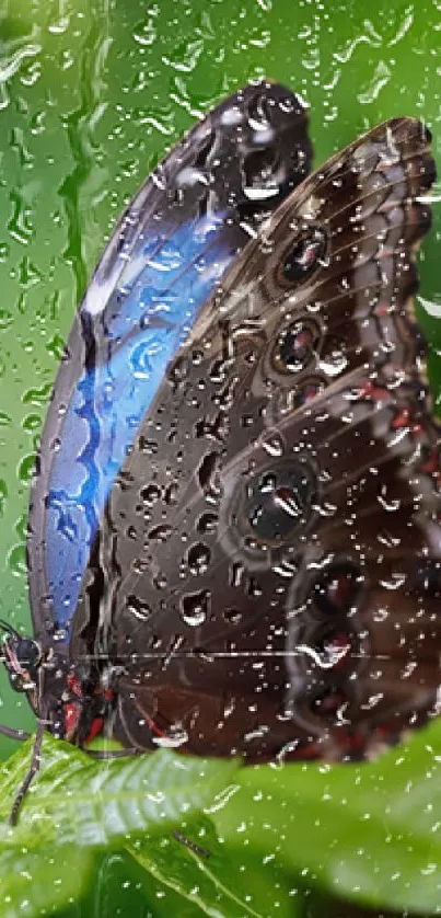 Colorful butterfly with rain drops on green leaves.