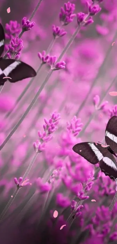 Butterflies flit among vibrant lavender blooms, creating a serene natural scene.