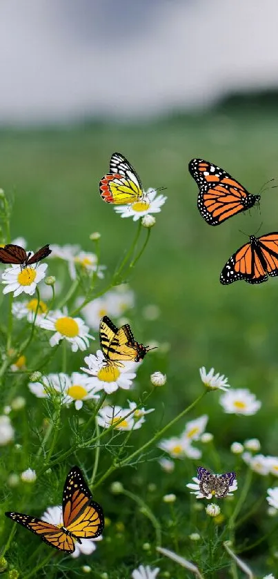 Colorful butterflies in a green meadow with white daisies.