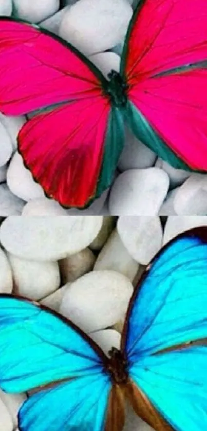 Pink and blue butterflies on white pebbles, perfect for phone wallpaper.