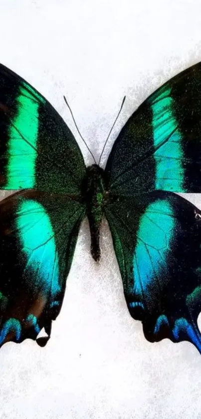 Vibrant emerald butterfly with teal wings on a light background.