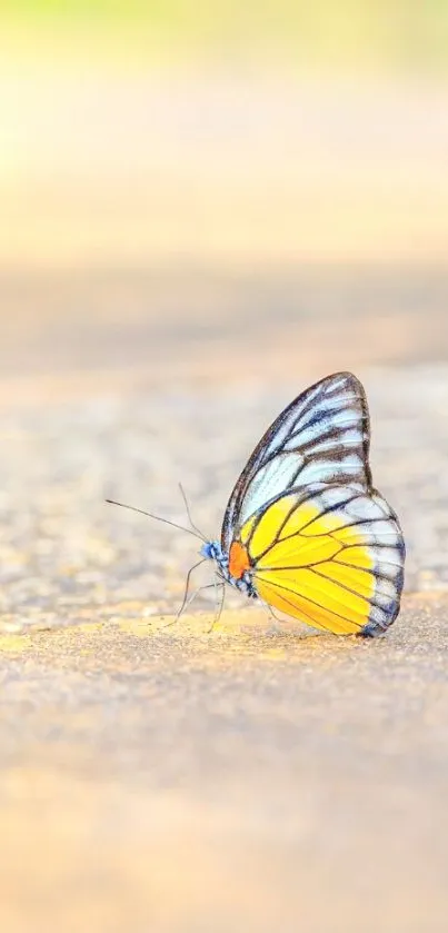 Vibrant yellow butterfly on soft surface wallpaper.