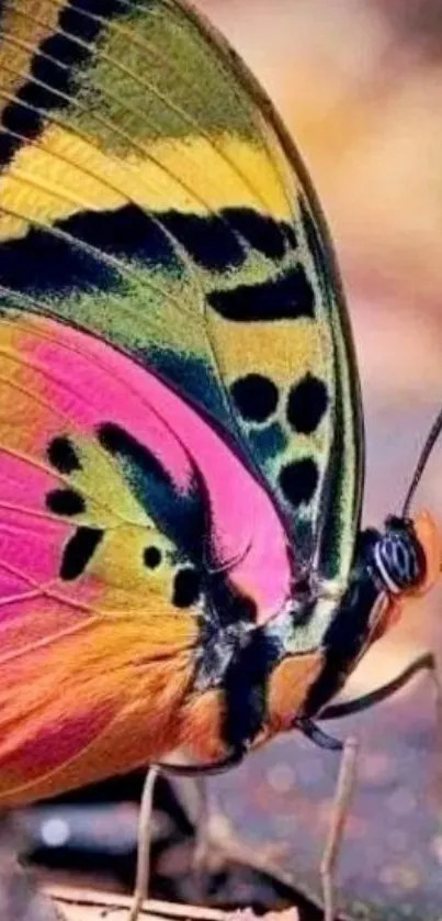 Colorful butterfly with vibrant pink and yellow wings on a phone wallpaper.