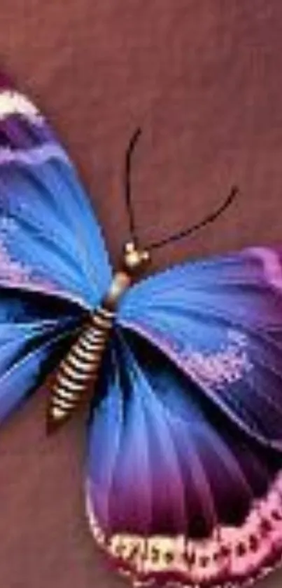 Colorful blue and purple butterfly on a brown background.