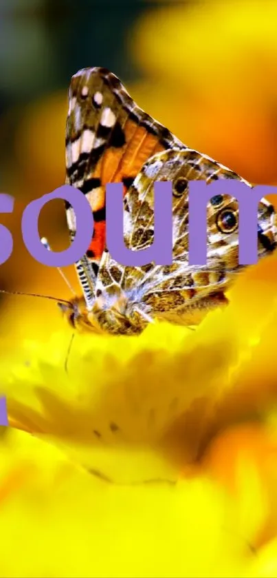 Butterfly on a yellow flower with vibrant colors.