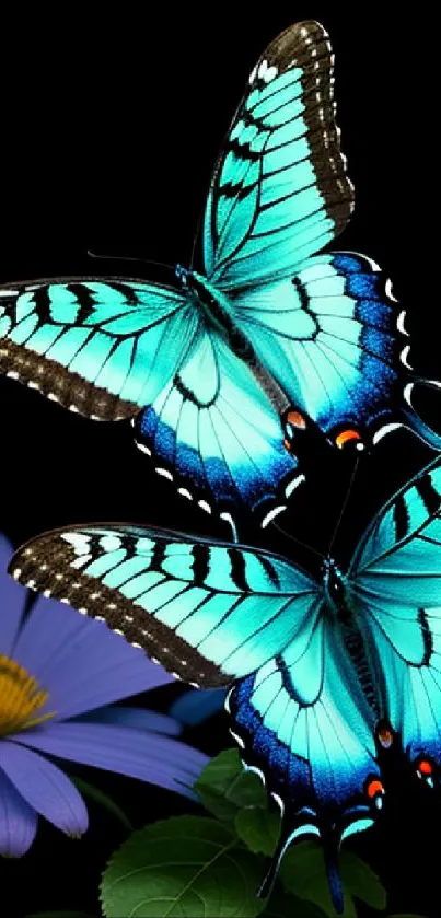 Turquoise butterflies with a purple flower on a dark background.